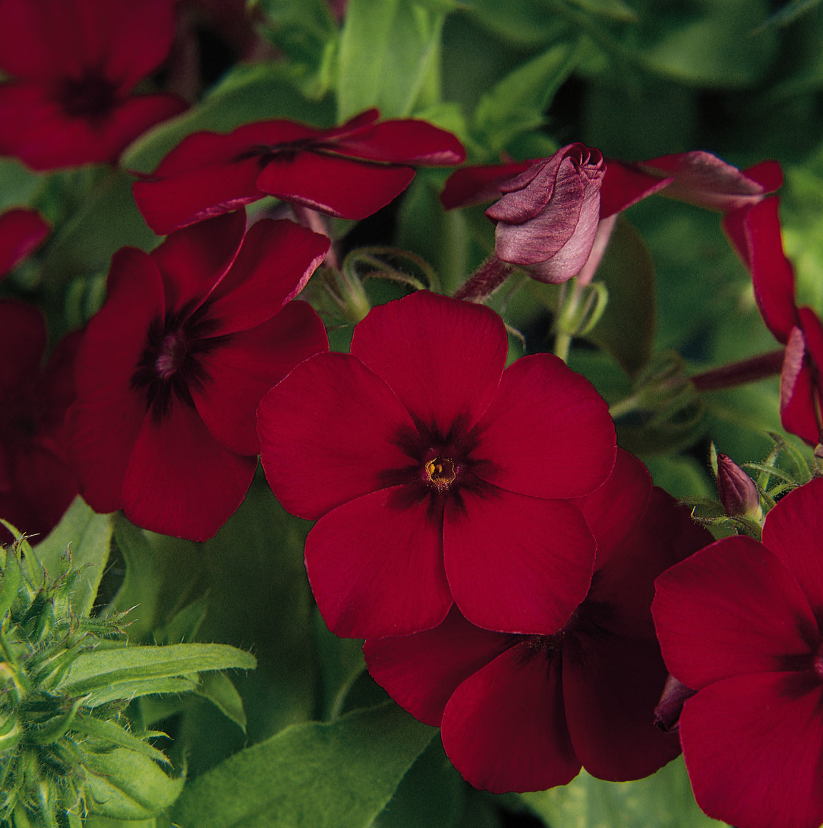 Phlox Seeds 21st Century Crimson 25 Seeds Hybrid Flower Seeds