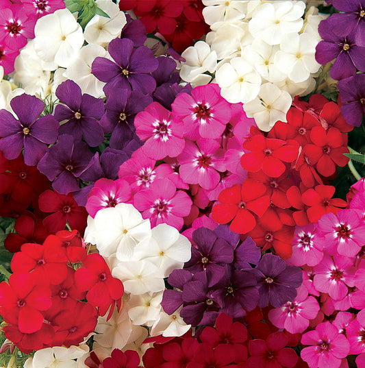 Phlox Seeds 21st Century Mix 25 Seeds Hybrid Flower Seeds