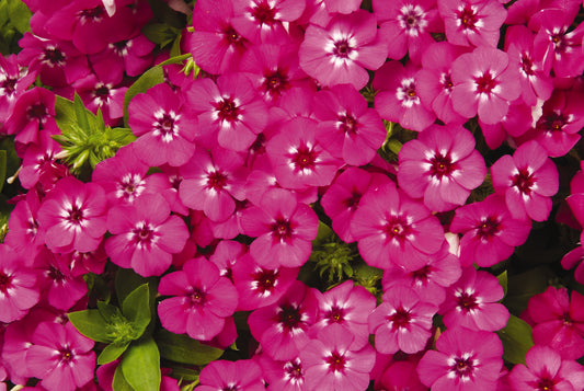 Phlox Seeds 21st Century Pink 25 Seeds Hybrid Flower Seeds