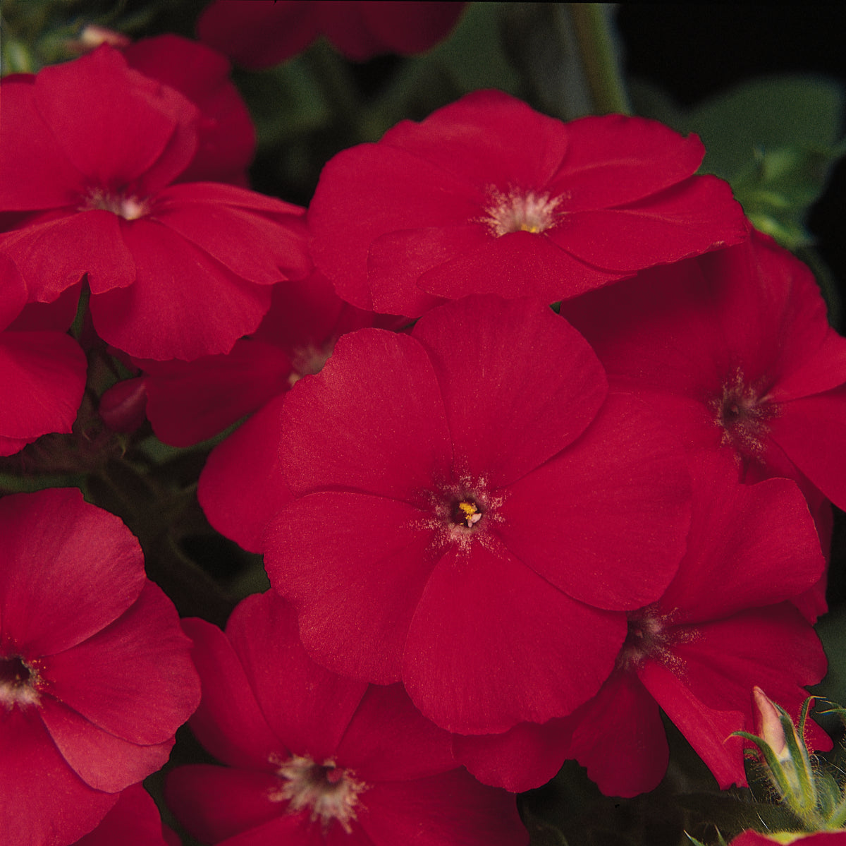 Phlox Seeds 21st Century Scarlet 25 Seeds Hybrid Flower Seeds