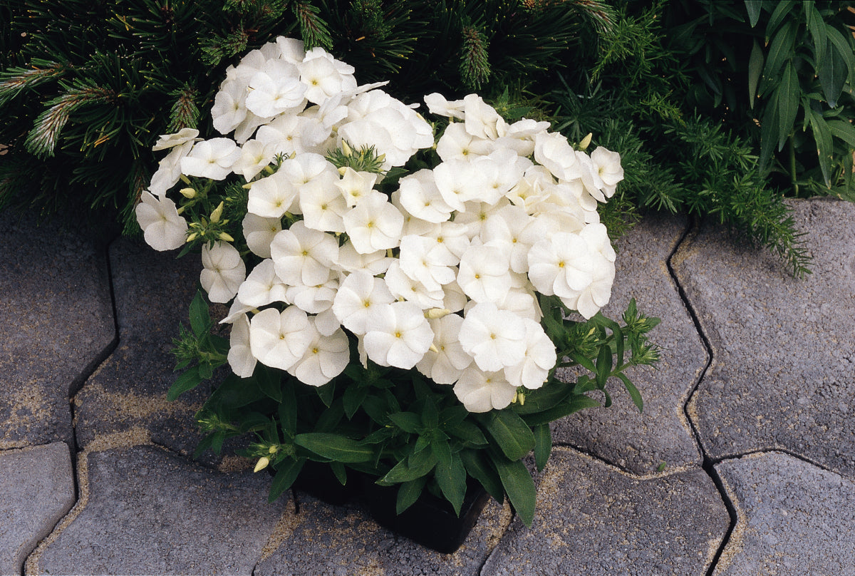 25 Phlox Seeds Phlox 21st Century White Phlox Drummondii