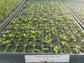 Phlox Seeds Phlox Popstar Deep Blue 50 Flower Seeds