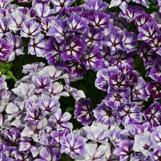 Sugar Stars Phlox Seeds – 250 Premium Cut Flower Seeds