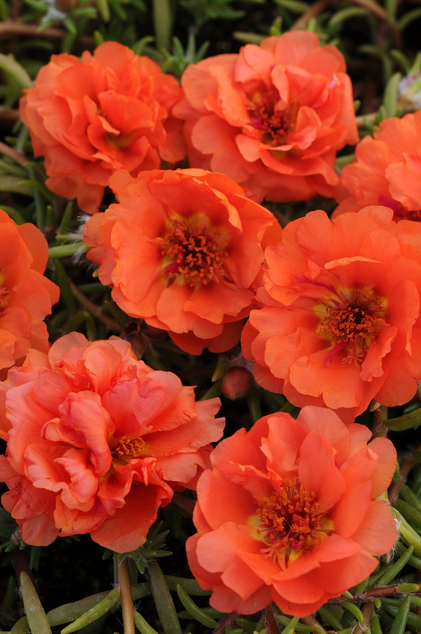 Portulaca Seeds Happy Trails® Orange 50 Pelleted Ground Cover Flower Seeds