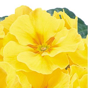 Primula Seeds | Primula Danova Yellow Eye | Primrose Seeds ...
