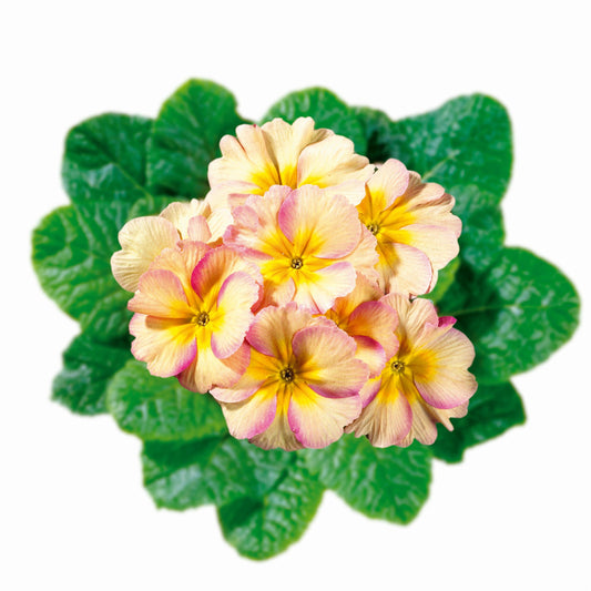 50 Primrose Seeds Primula Hethor Mid Champagne