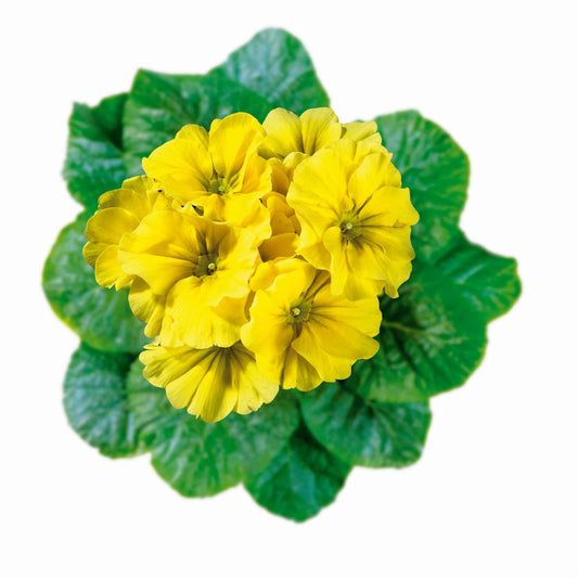 50 Primrose Seeds Primula Hethor Mid Citrus
