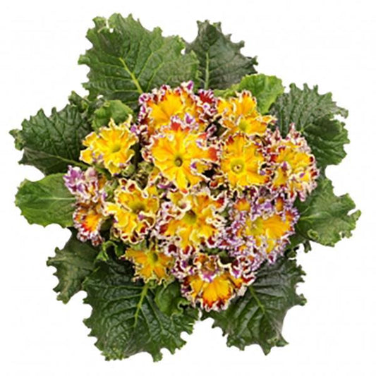 Primula Hethor Coco Orange Yellow Primrose Seeds – 25 Premium Primula Seeds