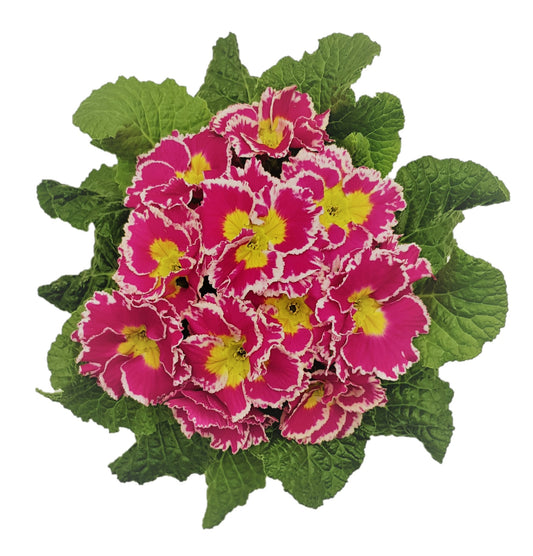 Primula Hethor Coco Pink Primrose Seeds – 25 Premium Primula Seeds