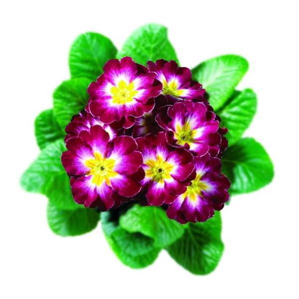 Primula Hethor Giant Purple 25 Primula Seeds Primrose Seeds
