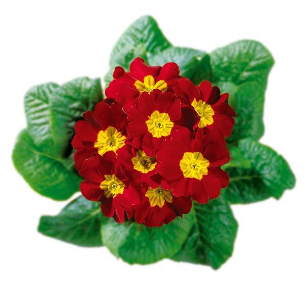 Primula Hethor Giant Red 25 Primula Seeds Primrose Seeds