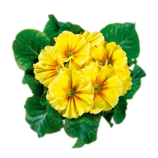 Hethor Giant Yellow 25 Primula Seeds Primrose Seeds