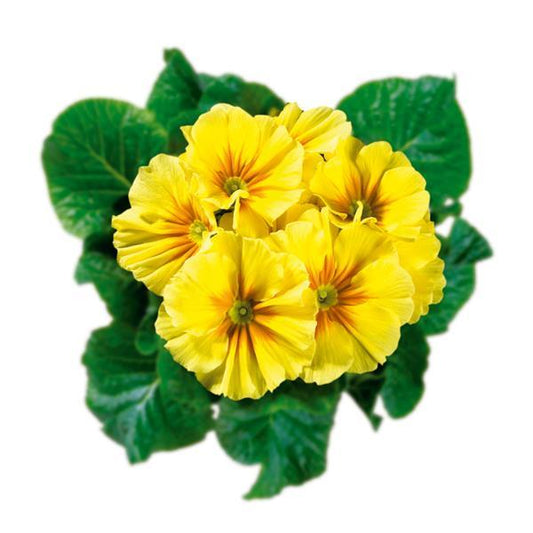 Hethor Giant Yellow 25 Primula Seeds Primrose Seeds