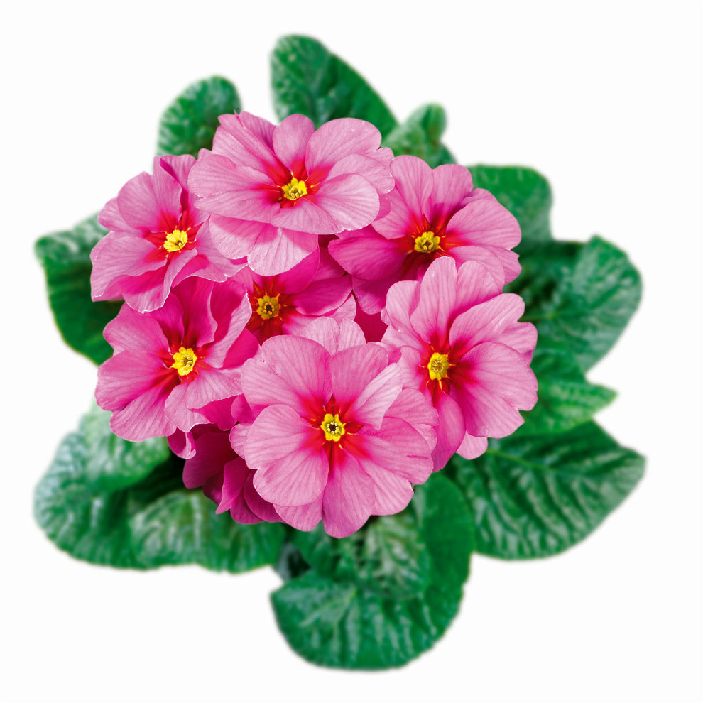 Primula Hethor Mid Spring Sun Pink | Primrose Seeds – trailingpetunia.com
