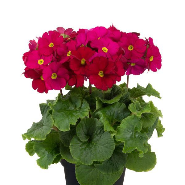 PrimRose様　リクエスト Amazon.com : zellajake Rare Flower Seeds Primula Japonica