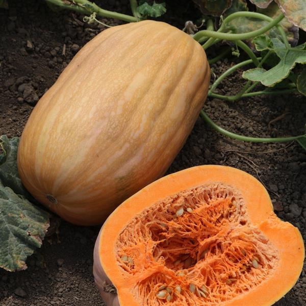25 Pumpkin Seeds Pumpkin Buckskin