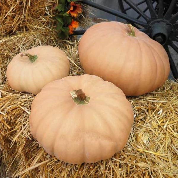 25 Pumpkin Seeds Pumpkin Long Island Cheese
