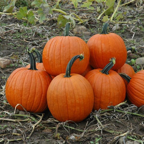 Magic Lantern Pumpkin Seeds – 25 Hybrid Halloween Pumpkin Seeds