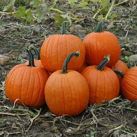 Magic Lantern Pumpkin Seeds – 25 Hybrid Halloween Pumpkin Seeds