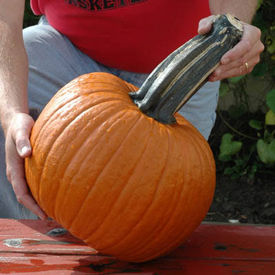 50 Wolf Pumpkin Seeds Large Stem Pumpkin F1 Variety