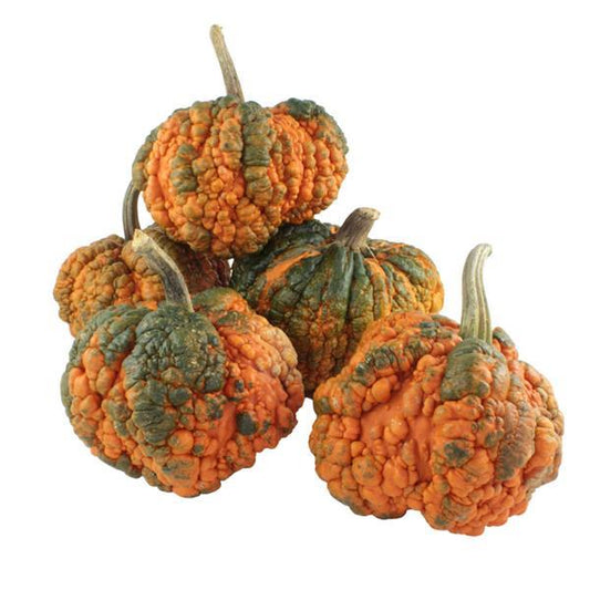 Zombie Pumpkin Seeds 25 Seeds Warty Orange & Green Pumpkins