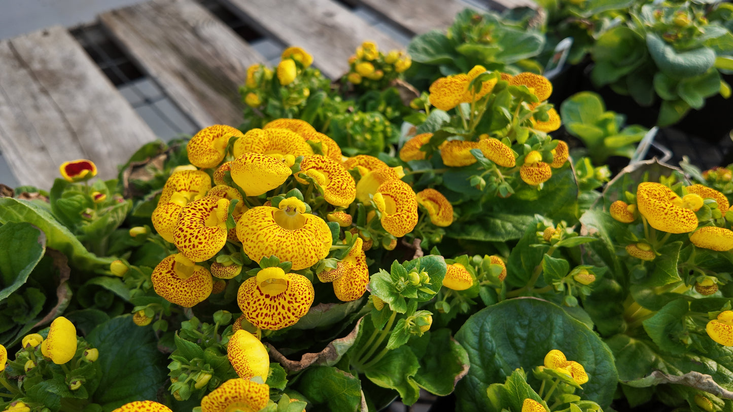 Calceolaria Dainty Yellow Spotted Seeds 50 Pelleted Purse Plant Seeds