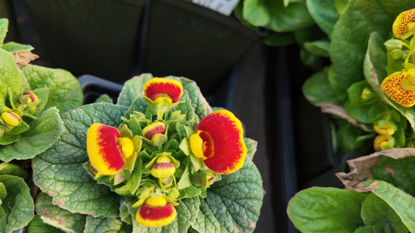 Calceolaria Dainty Red Yellow Seeds 50 Pelleted Purse Plant Seeds