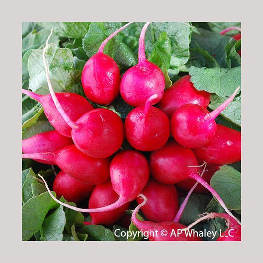 Early Scarlet Globe Radish Seeds – 250 Heirloom Vegetable Seeds Fast-Growing Garden Radish