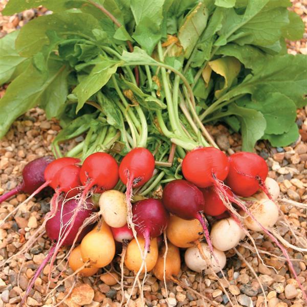 Rainbow Mix II Radish Seeds 250 Colorful Vegetable Garden Seeds