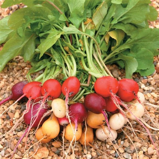 Rainbow Mix II Radish Seeds 250 Colorful Vegetable Garden Seeds