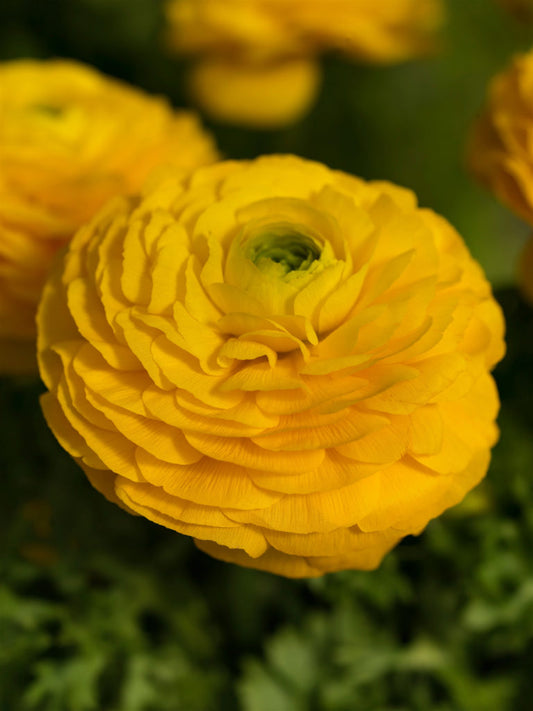 Ranunculus Seeds – Bloomingdale Golden (25 Pelleted Seeds)