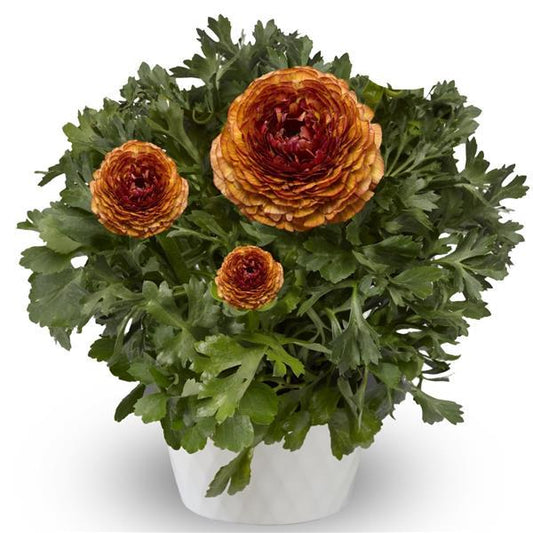 Ranunculus Seeds – Mache Chocolate (25 Pelleted Seeds)