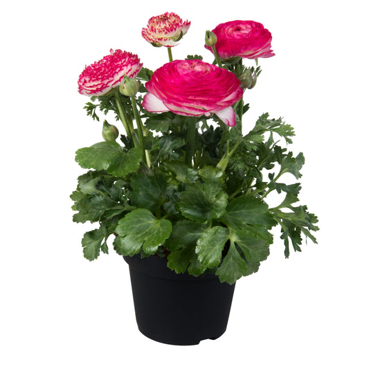 Ranunculus Seeds – Ranunculus Sprinkles Pink Bicolor (25 Pelleted Seeds)