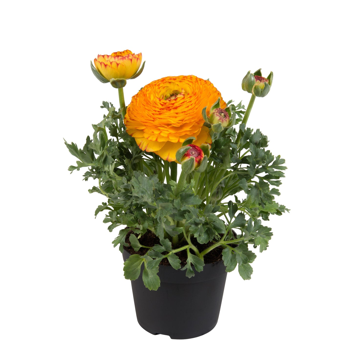 Ranunculus Seeds – Ranunculus Sprinkles Yellow Red (25 Pelleted Seeds)