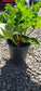 50 Victoria Rhubarb Seeds Perennial Seeds