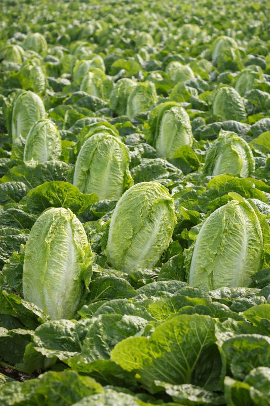Stampede Lettuce Seeds 250 Seeds Romaine Garden Vegetable Seeds