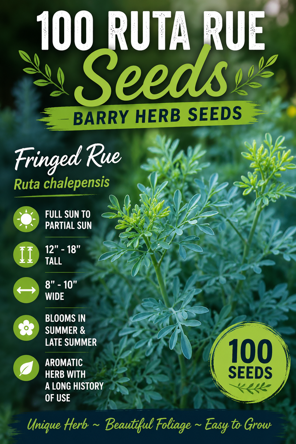 Seed packet graphic for 100 Ruta Rue seeds by Barry Herb Seeds, showing green fringed foliage, sun icons, plant size info, blooming time, and a large '100 SEEDS' badge on a blurred garden background.