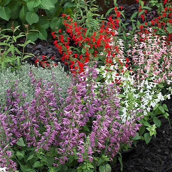 Jewel Mix salvia with lavender, red, white, and pale pink flower spikes growing together in a garden bed