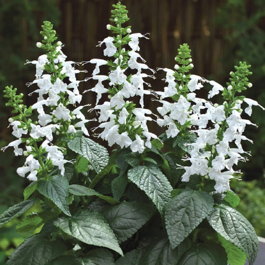 50 Salvia Seeds Summer Jewel White Dwarf Salvia