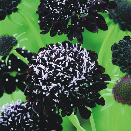 50 Scabiosa Seeds Scabiosa Black Knight
