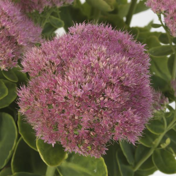 Sedum Seeds ‘Spectacular’ | 25 Multi-Pellet Sedum Spectabile Stonecrop Seeds