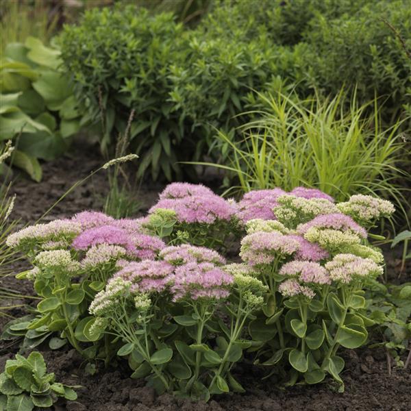 Sedum Seeds ‘Spectacular’ | 25 Multi-Pellet Sedum Spectabile Stonecrop Seeds