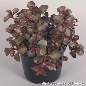 50 Pelleted Sedum Seeds Sedum spurium Voodoo