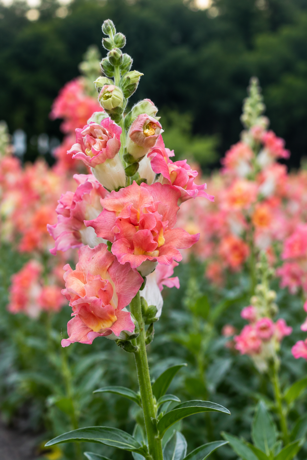 Madame Butterfly Bronze White snapdragon with ruffled coral-pink and white flowers in a field