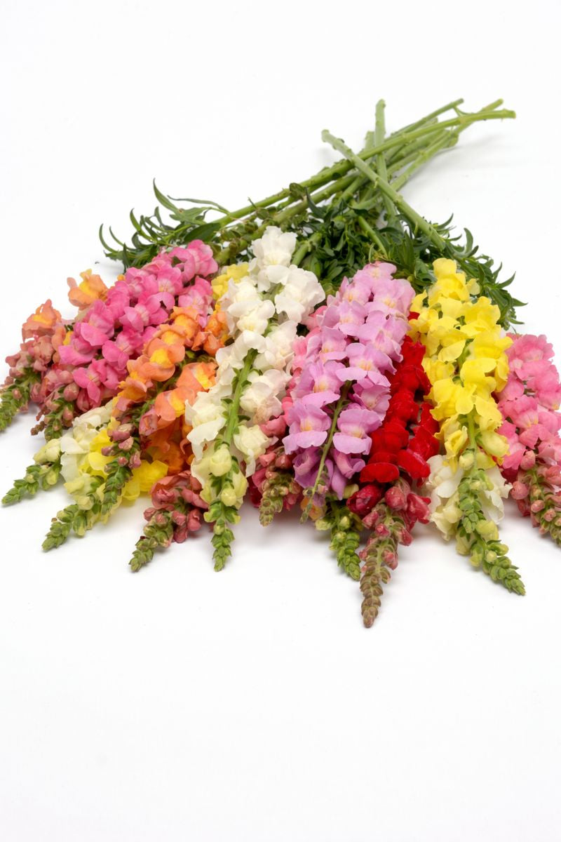 Snapdragon Rocket Mix Seeds 50 Pelleted Tall Flower Seeds