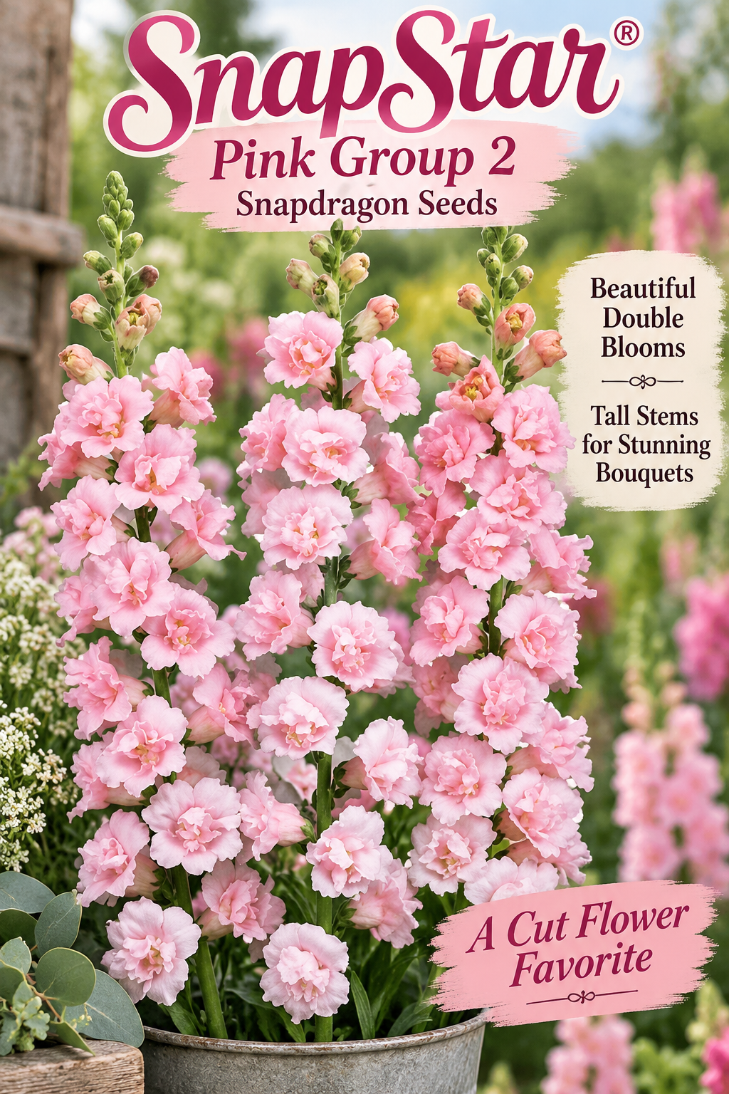 SnapStar Pink Group 2 snapdragon seed packet with double ruffled pink blooms on tall stems
