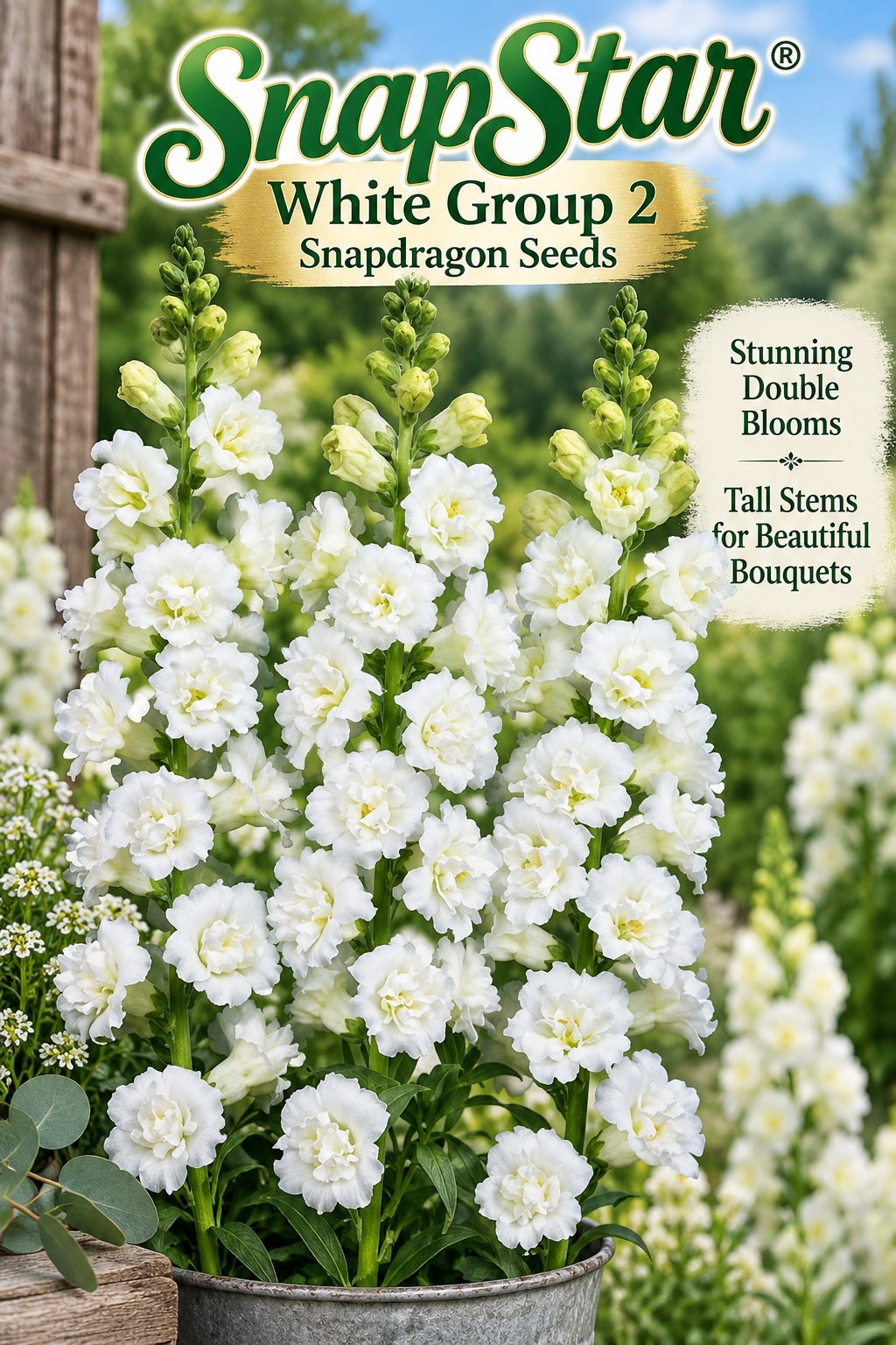SnapStar White Group 2 snapdragon seed packet with double ruffled white blooms on tall sturdy stems