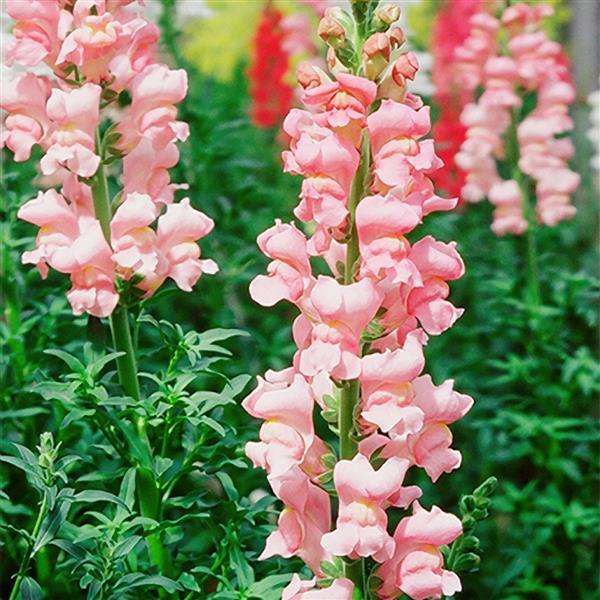 50 Pelleted Snapdragon Seeds Snapdragon Exquisite Dark Rose
