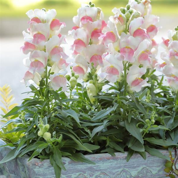 50 Pelleted Snapdragon Seeds Snapdragon Candy Tops Pink Bicolor