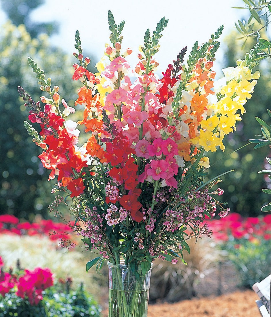 Cut Flower Seed Collection – 8 Varieties, 300 Seeds | Bouquet Garden Kit
